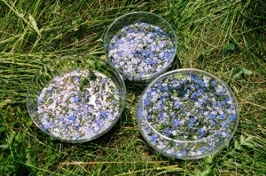 esempio di preparazione del fiore della Veronica - metodo del sole