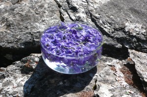 preparazione aquilegia