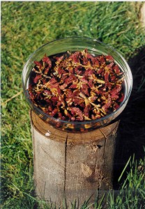 preparazione pioppo nero